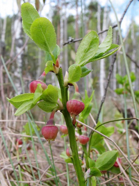 Image of Vaccinium myrtillus specimen.
