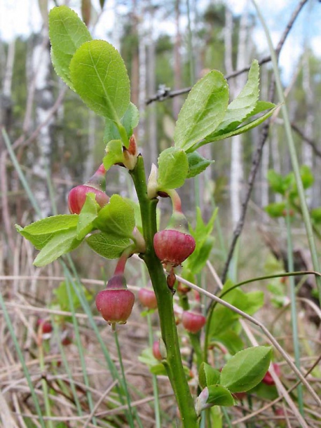 Изображение особи Vaccinium myrtillus.