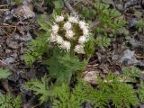 Petasites tatewakianus