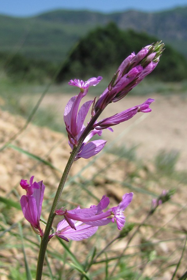 Изображение особи Polygala major.