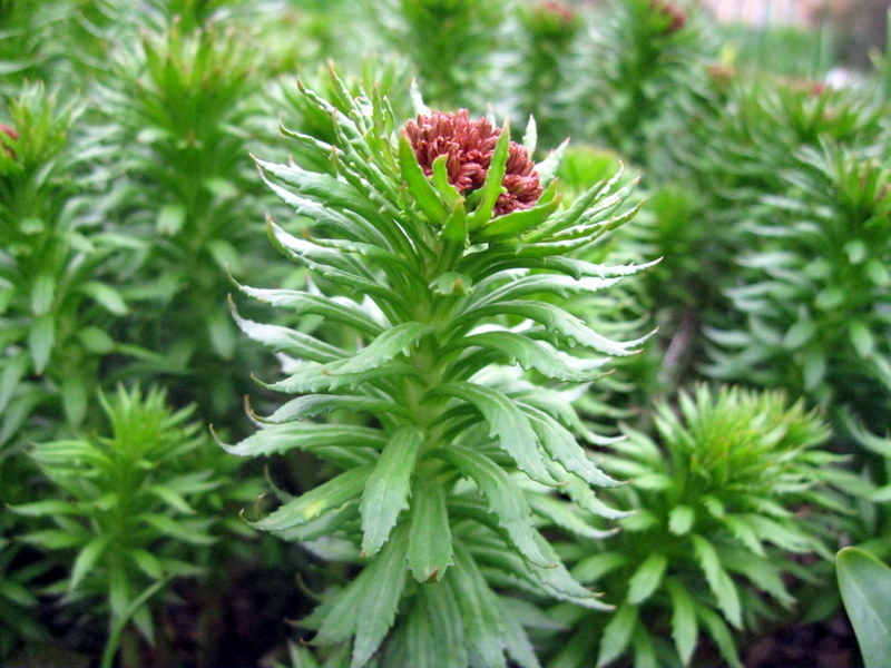 Image of Rhodiola linearifolia specimen.