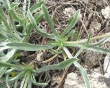 Convolvulus tauricus