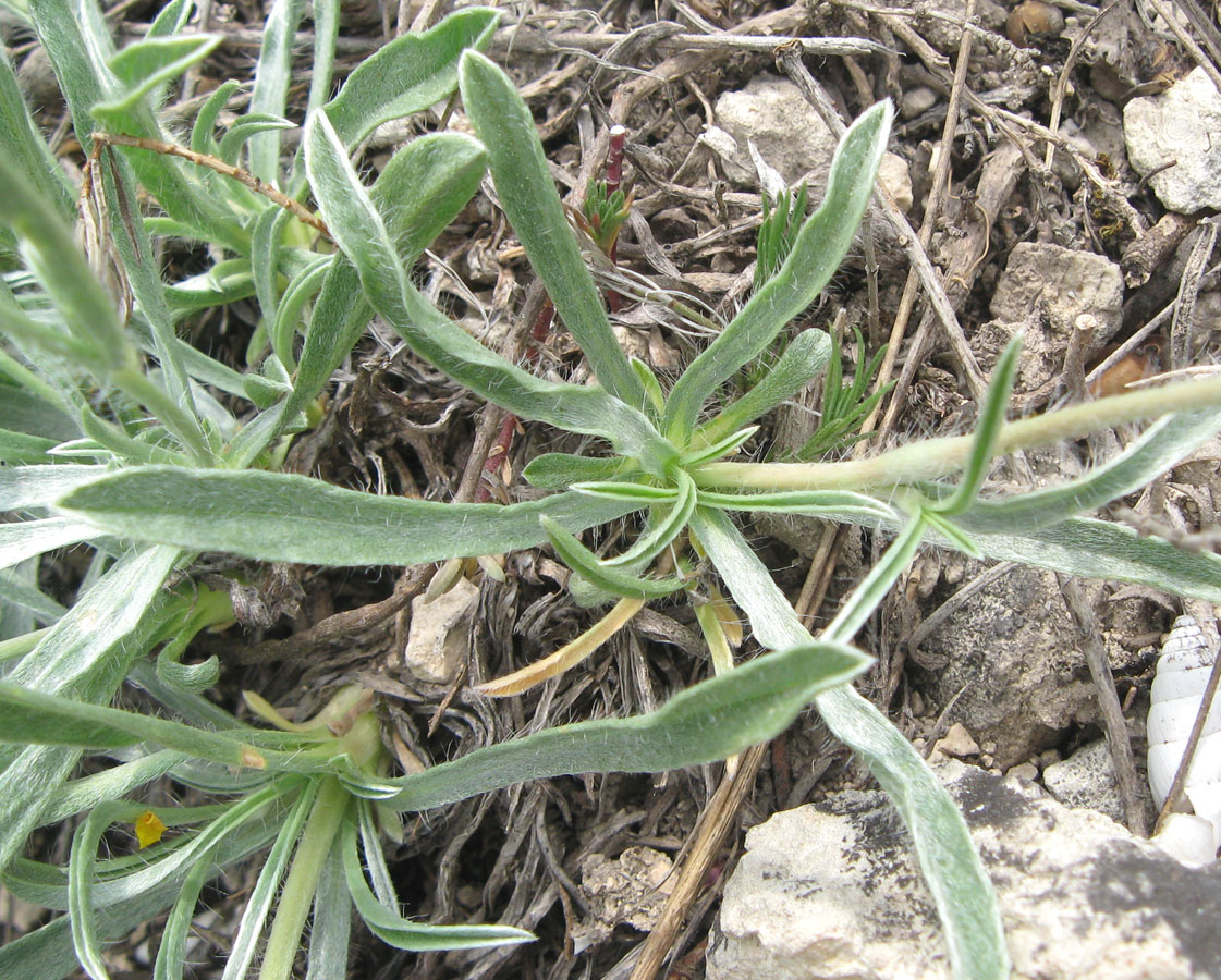 Изображение особи Convolvulus tauricus.