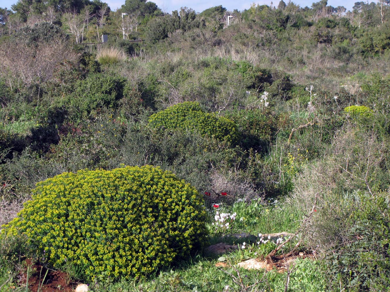 Image of Euphorbia hierosolymitana specimen.