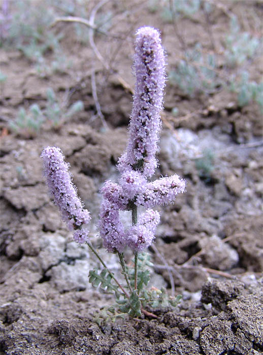 Изображение особи Psylliostachys spicata.