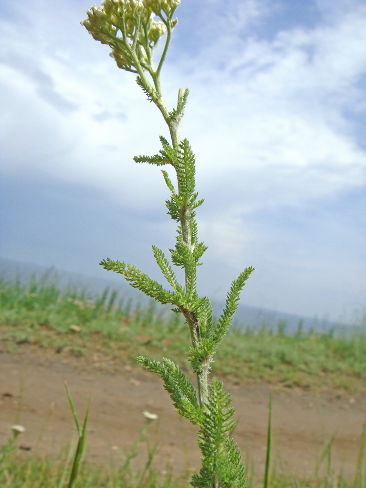 Image of genus Achillea specimen.