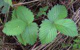 Fragaria vesca