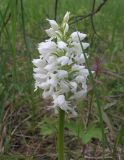 Orchis militaris