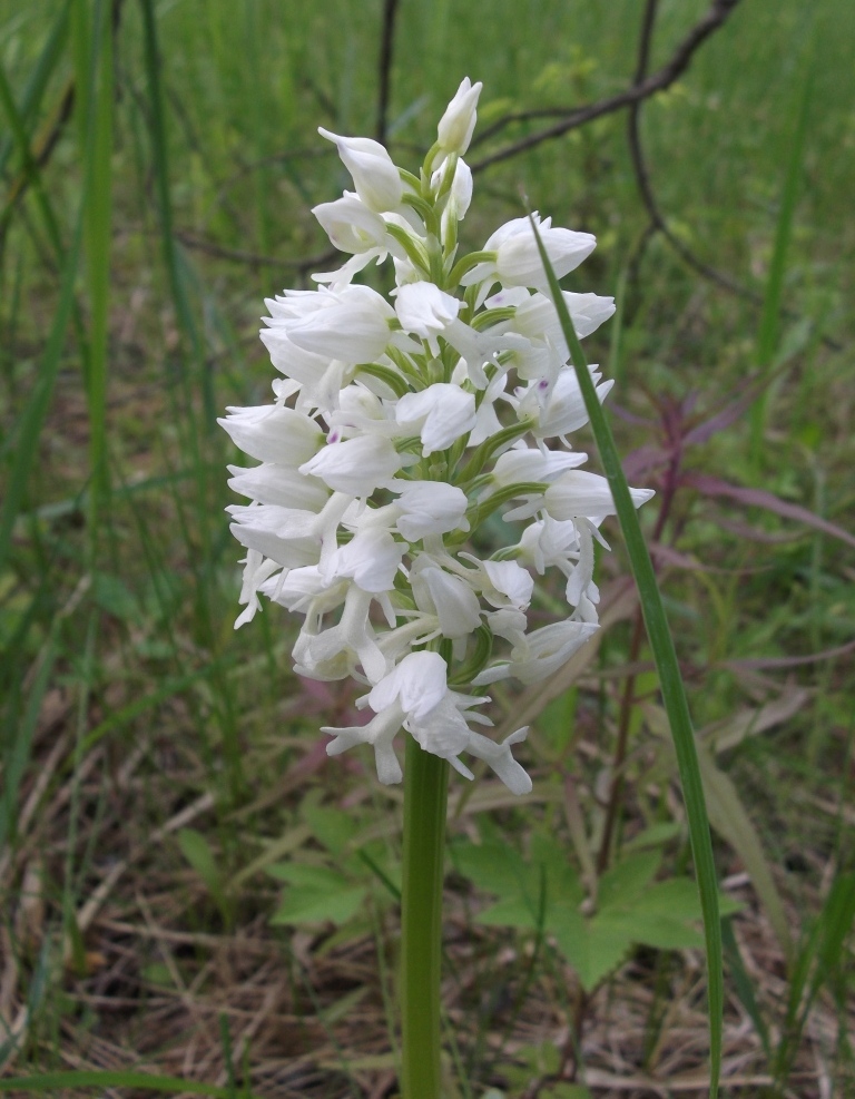 Image of Orchis militaris specimen.