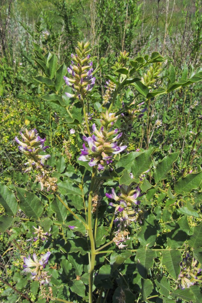 Изображение особи Glycyrrhiza shiheziensis.