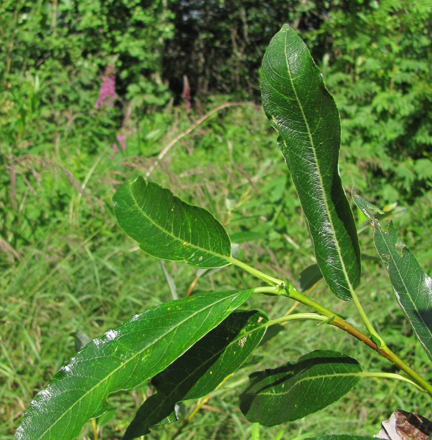 Image of genus Salix specimen.