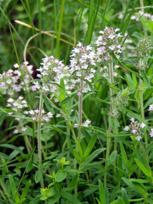 Изображение особи Thymus marschallianus.