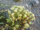Sedum oppositifolium. Цветущее растение. Кабардино-Балкария, урочище Джилы-Су, 2400 м н.у.м. 29.07.2012.