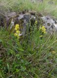 Galium anfractum. Цветущее растение на альпийском лугу. Кабардино-Балкария, Зольский р-н, долина Джилы-Су. 27.07.2012.