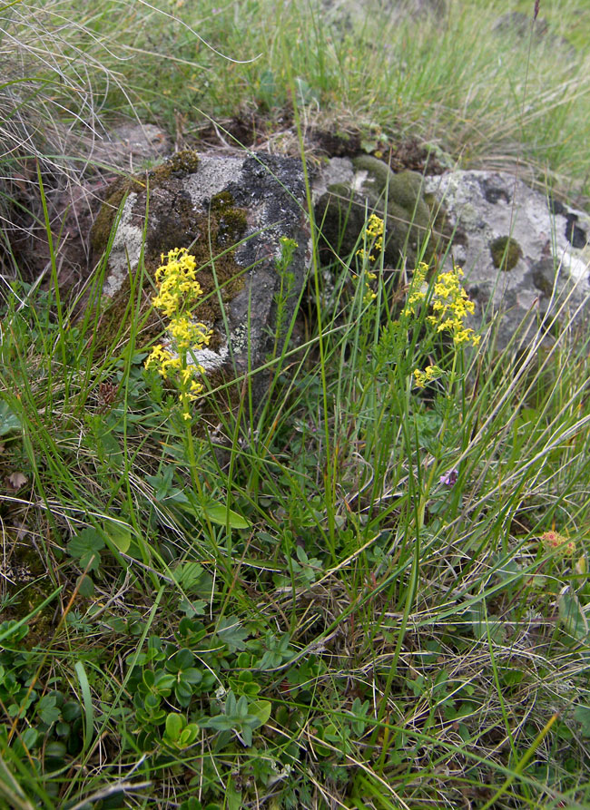 Изображение особи Galium anfractum.