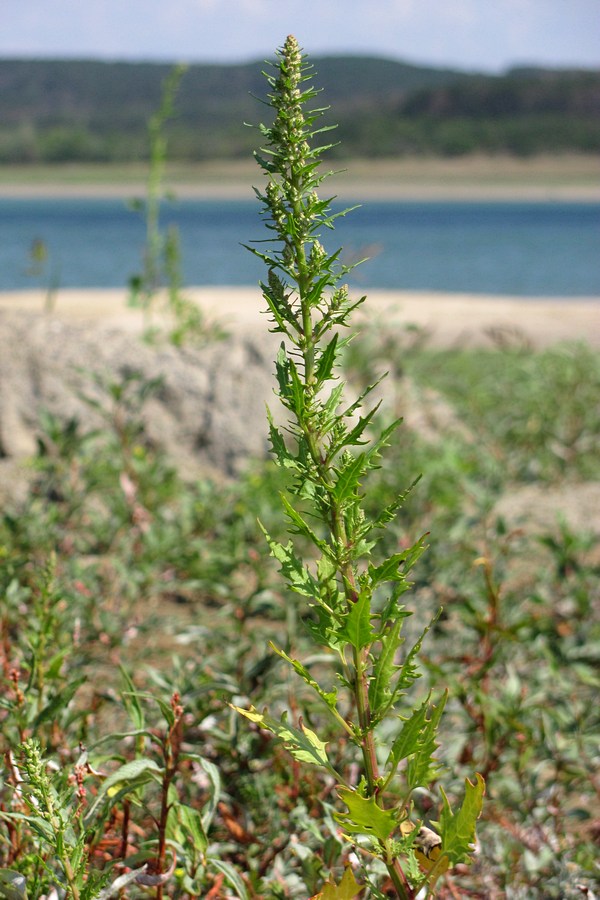 Image of Oxybasis rubra specimen.
