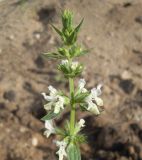 Stachys annua