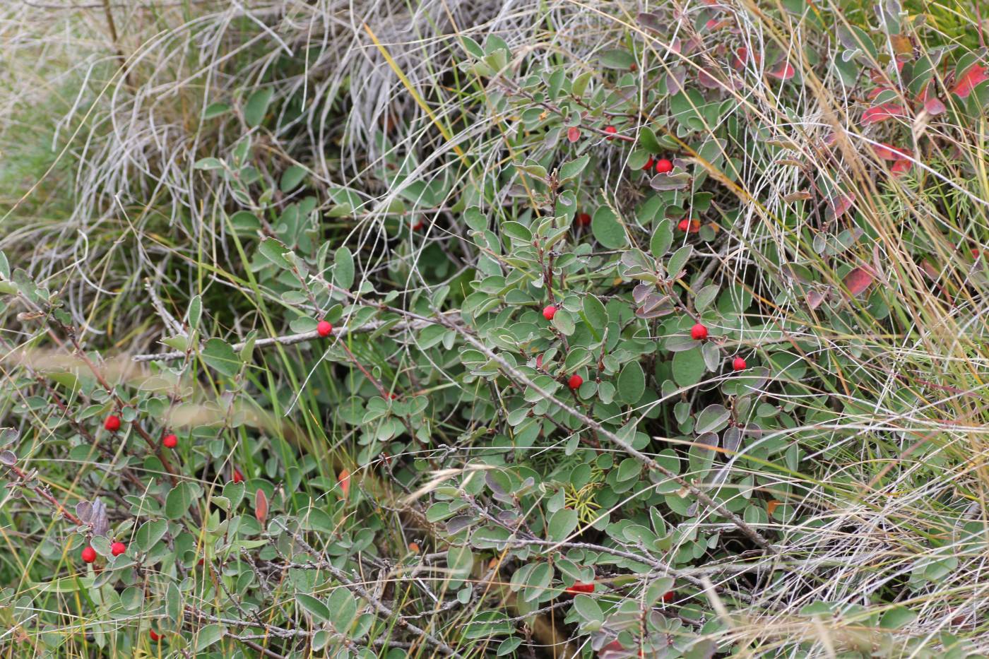 Image of Cotoneaster integerrimus specimen.