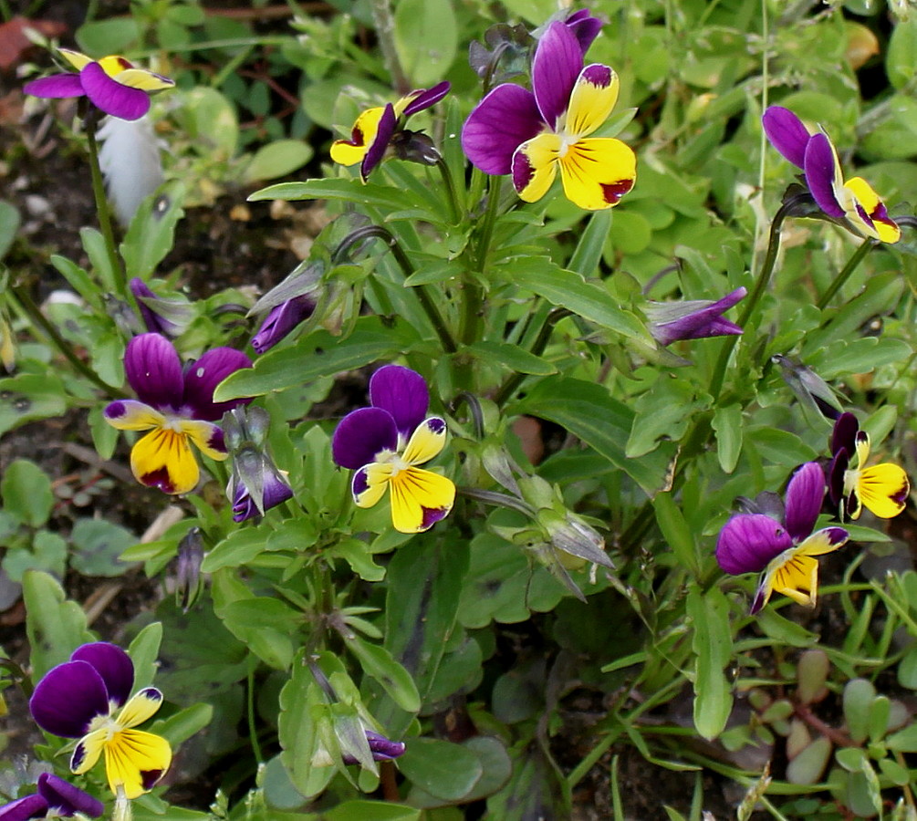 Image of Viola wittrockiana specimen.