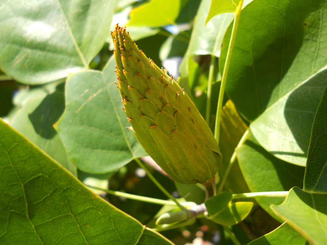 Изображение особи Liriodendron tulipifera.