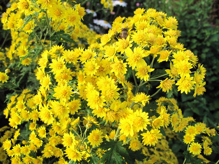 Image of Chrysanthemum indicum specimen.