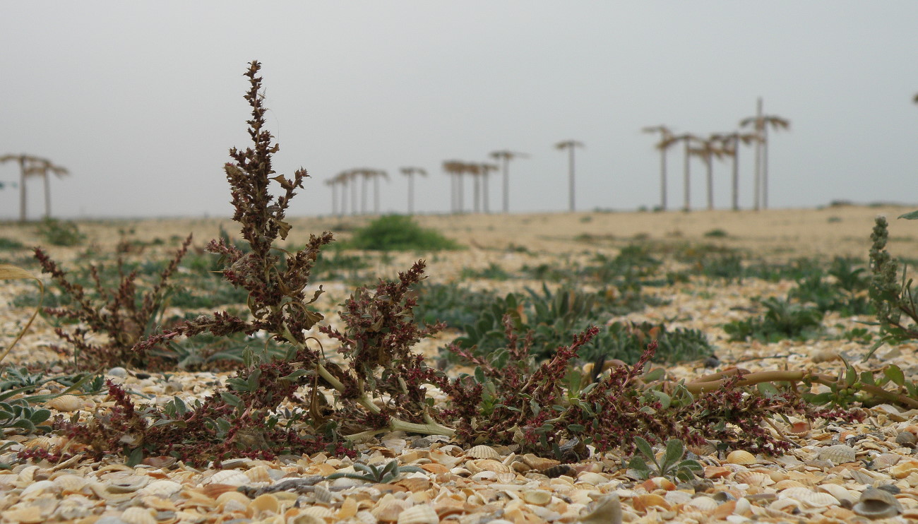 Image of Amaranthus albus specimen.