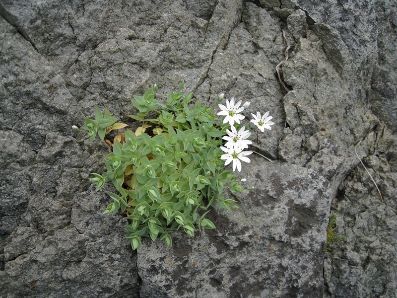 Image of Stellaria ruscifolia specimen.