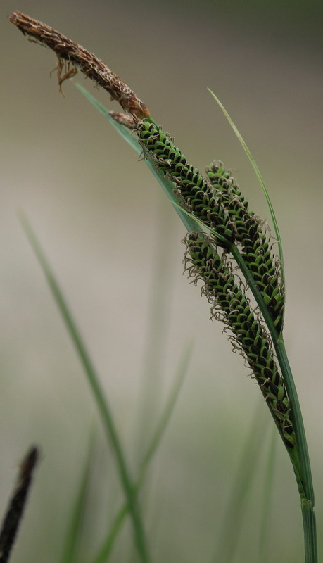 Изображение особи Carex nigra.