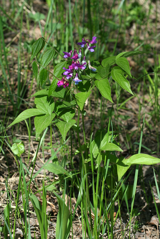 Изображение особи Lathyrus vernus.