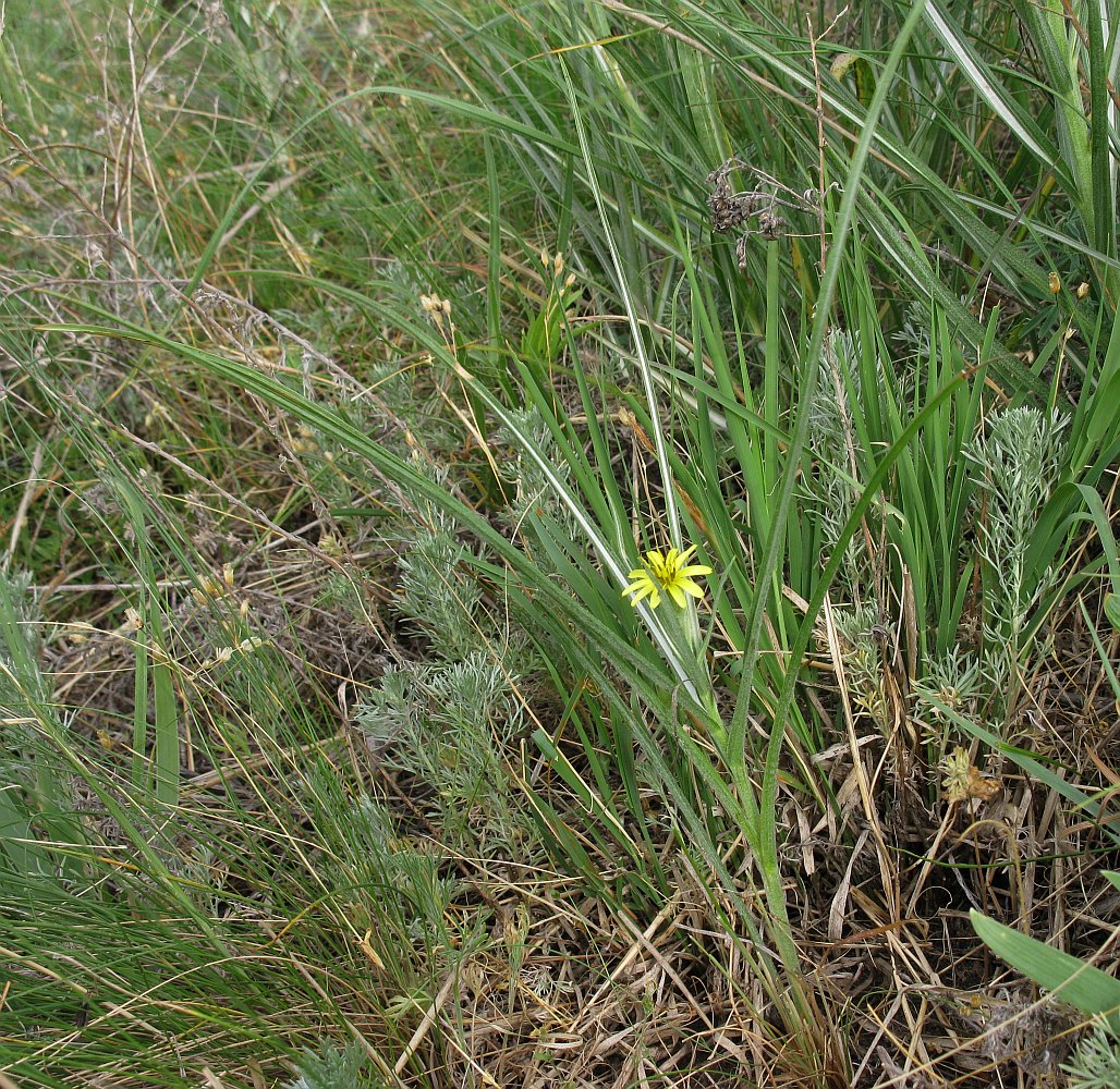 Изображение особи Scorzonera mollis.