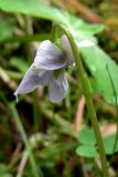 Viola epipsila