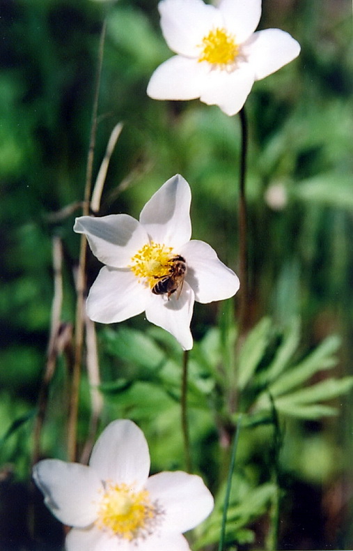 Image of Anemone sylvestris specimen.