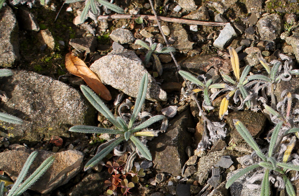 Изображение особи Onosma stellulata.