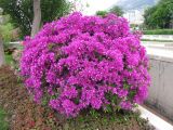 Bougainvillea glabra. Обильно цветущий куст. Монако, Монте-Карло, сад напротив Оперы Монте-Карло. 19.06.2012.