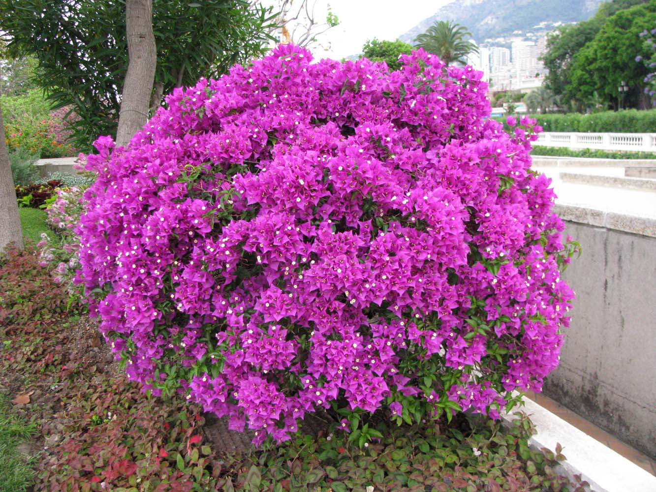 Изображение особи Bougainvillea glabra.