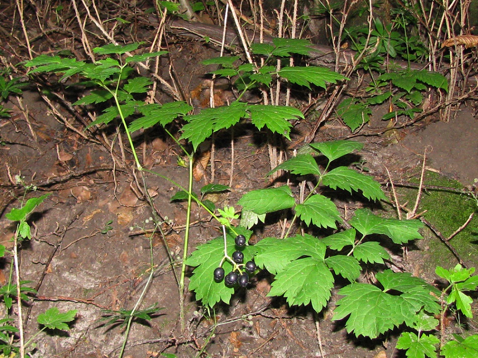 Изображение особи Actaea spicata.