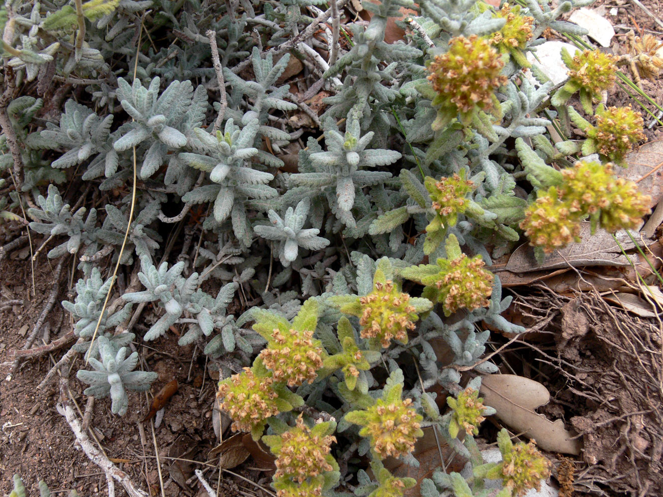 Изображение особи Teucrium aureum.