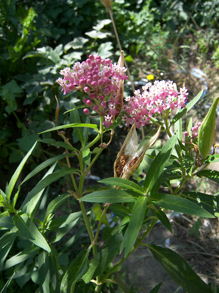 Изображение особи Asclepias incarnata.