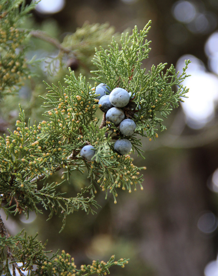 Image of Juniperus excelsa specimen.