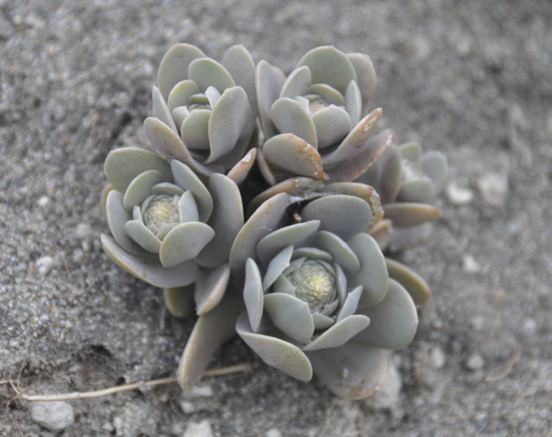 Image of Orostachys malacophylla specimen.