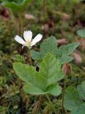 Rubus chamaemorus