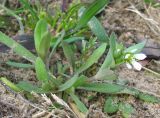 Holosteum umbellatum