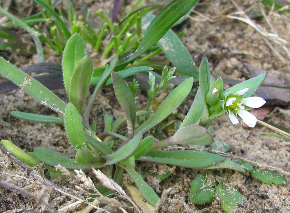 Image of Holosteum umbellatum specimen.