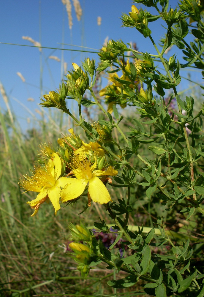 Изображение особи Hypericum perforatum.