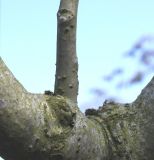 Image of taxon representative. Author is Валерий Куделя