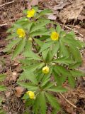 Anemone ranunculoides