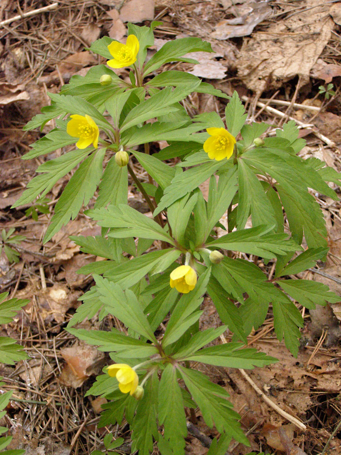 Image of Anemone ranunculoides specimen.