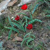 Tulipa suaveolens