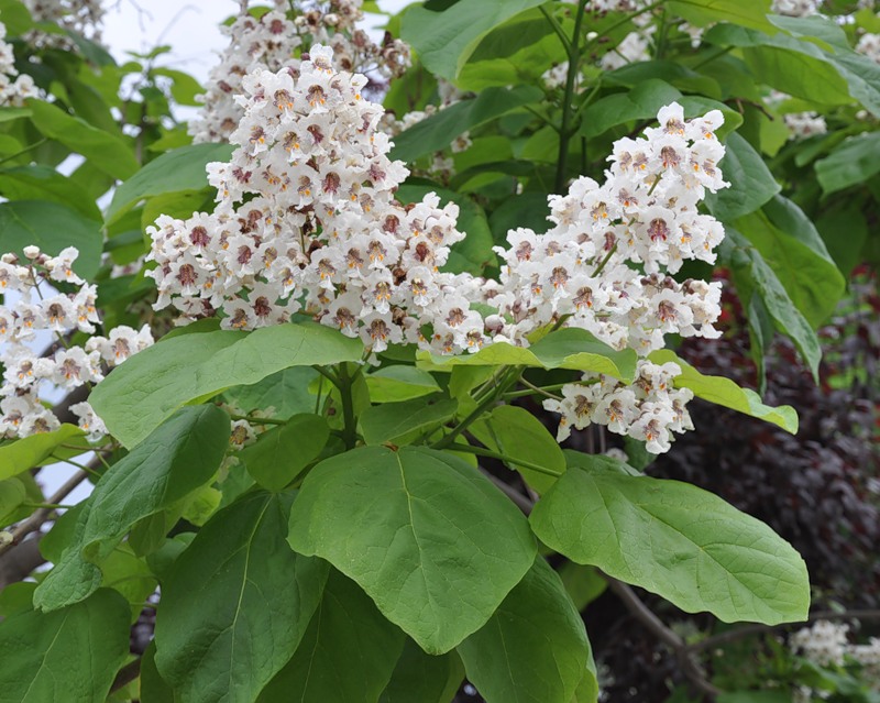 Изображение особи Catalpa bignonioides.