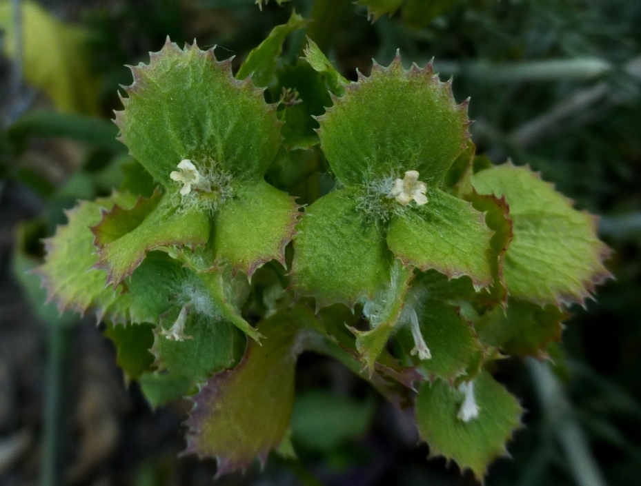 Изображение особи Valerianella dufresnia.